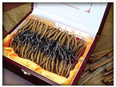 惠州冬虫夏草回收?